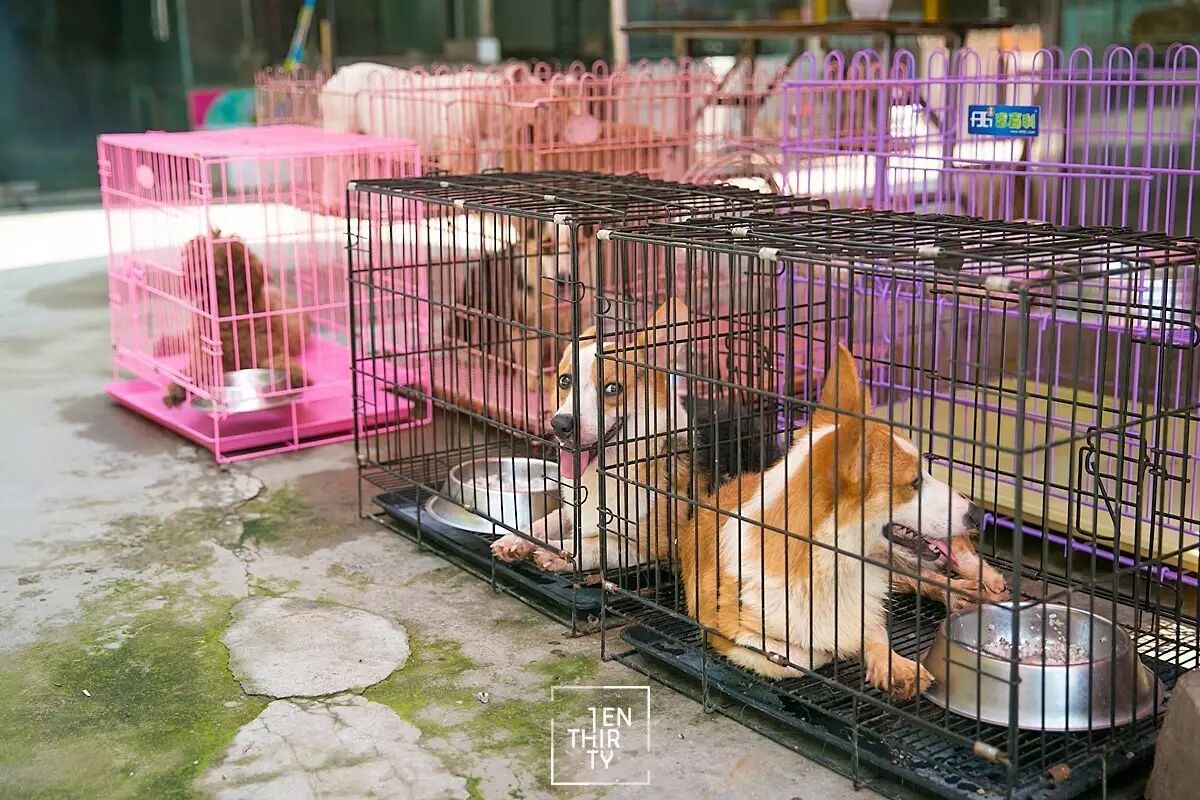 武汉吃货# 说到武汉的的宠物市场,堤角花鸟市场和二桥花鸟市场绝对是
