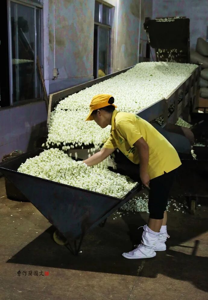 花茶窨制次数_窨制_什么是窨制