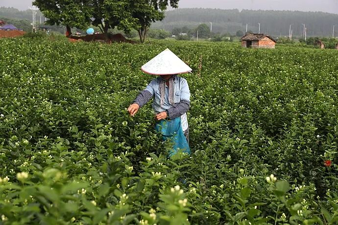 花茶窨制次数_什么是窨制_窨制
