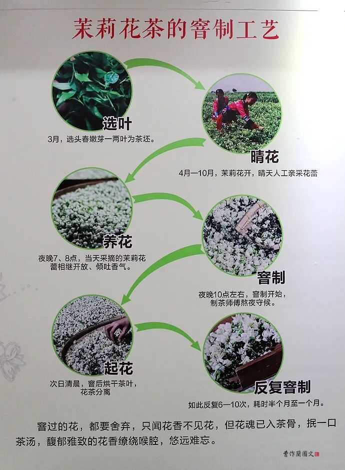 窨制_花茶窨制次数_什么是窨制