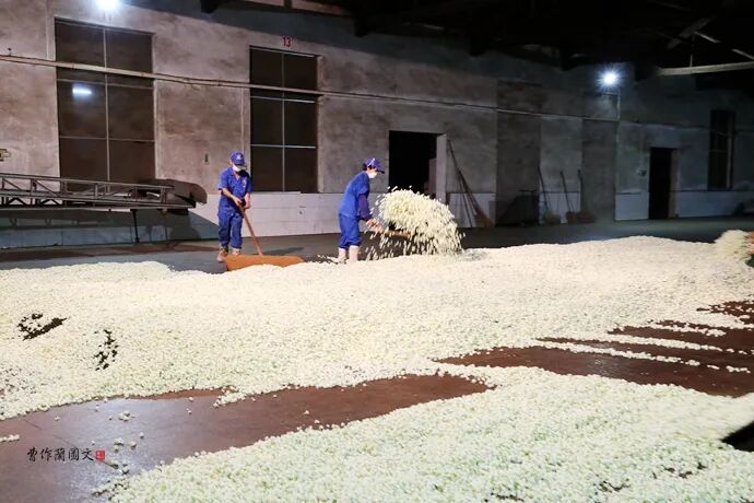 花茶窨制次数_什么是窨制_窨制