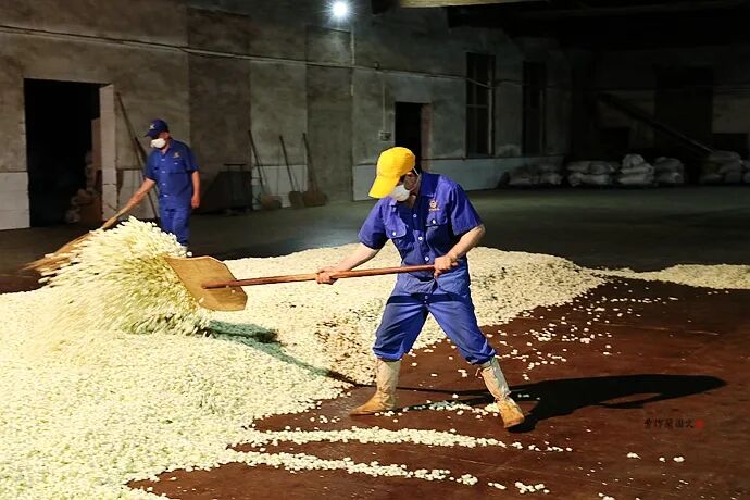 花茶窨制次数_窨制_什么是窨制