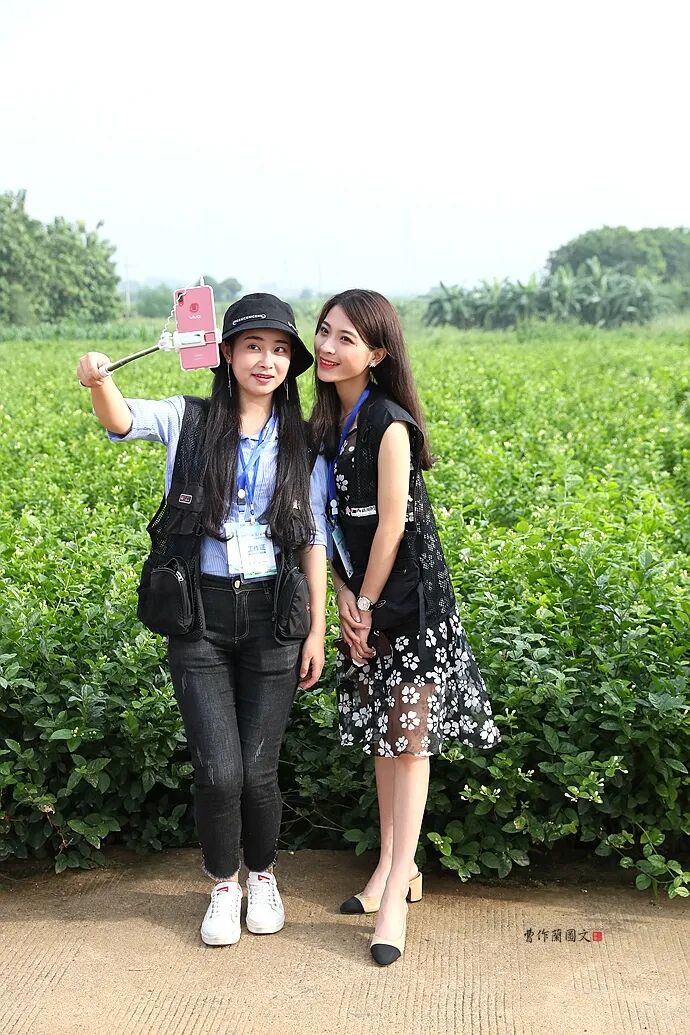 什么是窨制_花茶窨制次数_窨制