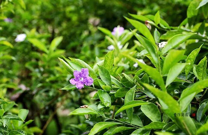 花茶窨制次数_窨制_什么是窨制