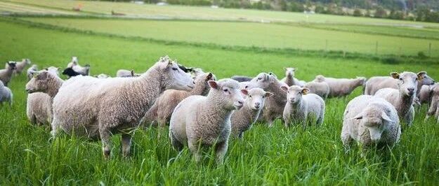 属羊生肖俱乐部(shuyang456456)- 公众号历史文章 - 第2页 - 微小领