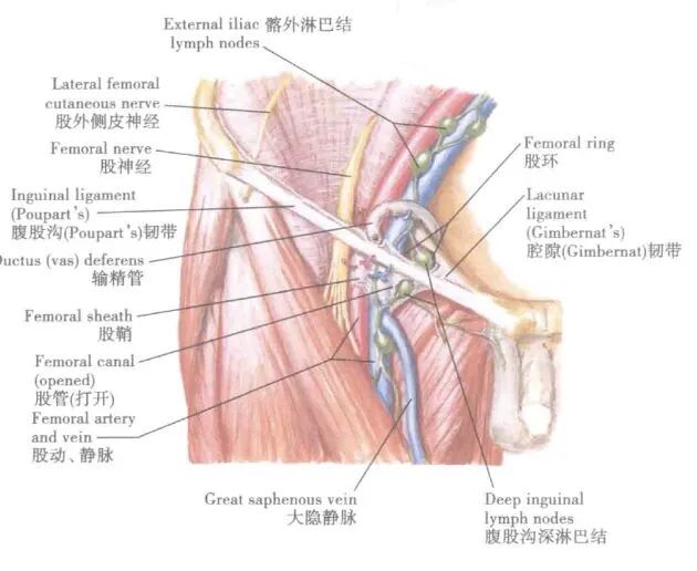 股三角区的血管及神经