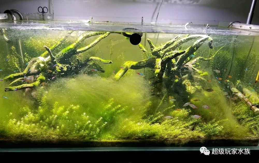 草缸常见水藻种类与防控办法 丝藻 超级玩家水族 微信公众号文章阅读 Wemp
