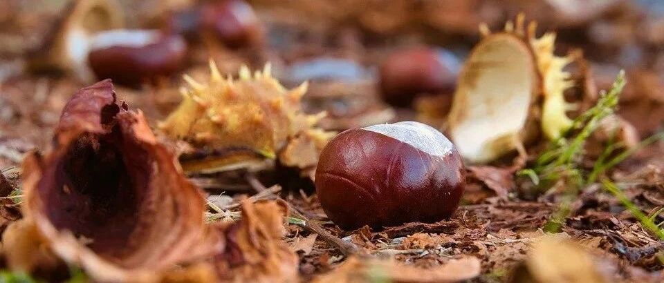 补药一堆不如吃它一把！每天几粒，健脾养胃，补肾强腰