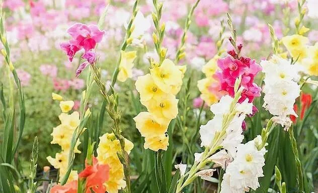 栽上这 6种花 到了7月 不怕 没花赏 耐晒漂亮好养活 旅游与攻略 微信公众号文章阅读 Wemp