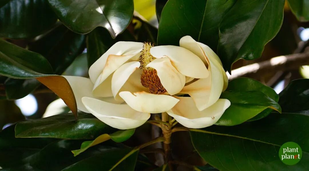 荷花玉兰广玉兰_荷花别称_qq农场荷花玉兰