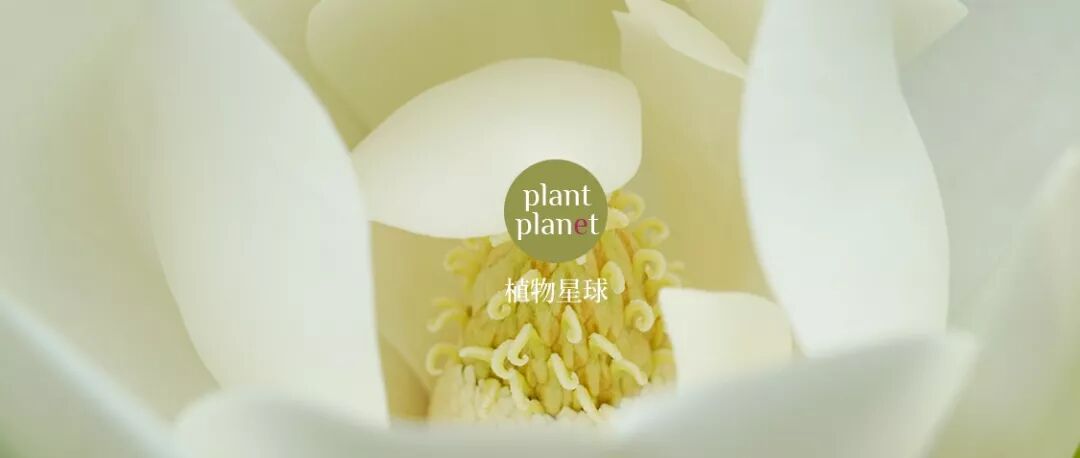 荷花别称_荷花玉兰广玉兰_qq农场荷花玉兰