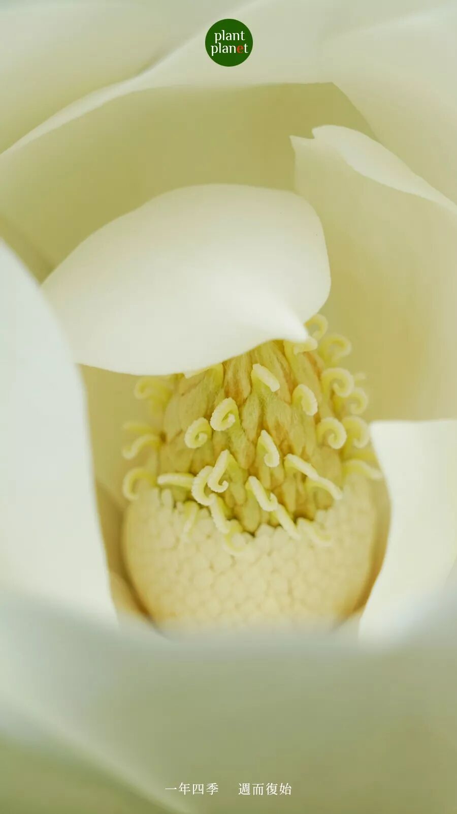 荷花玉兰广玉兰_qq农场荷花玉兰_荷花别称