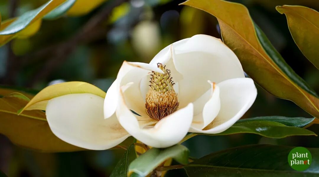 qq农场荷花玉兰_荷花玉兰广玉兰_荷花别称