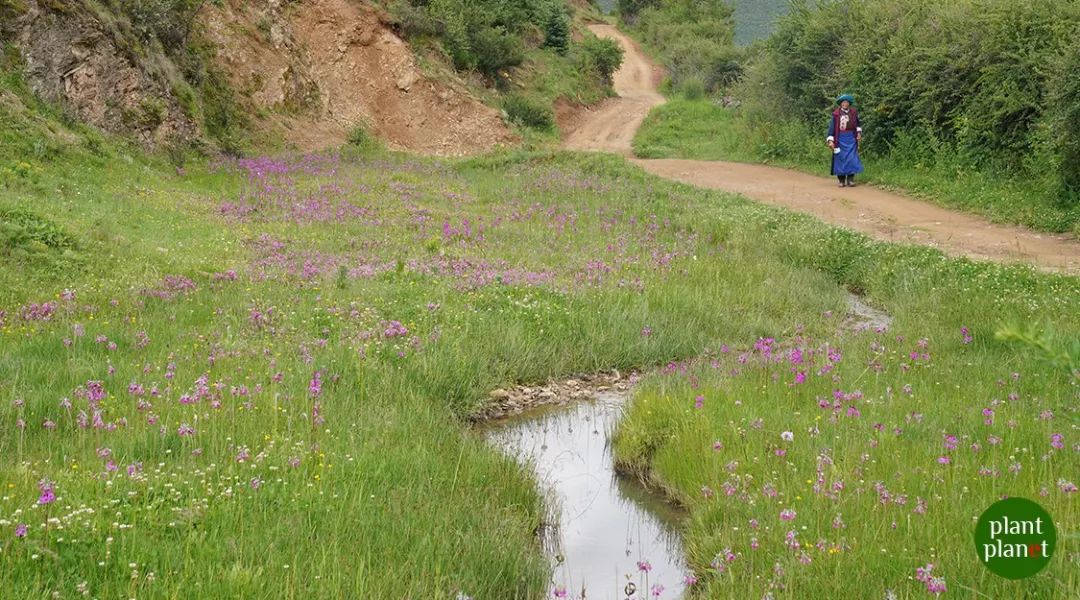 高山草原野花不完全观赏手册 植物星球 微信公众号文章阅读 Wemp