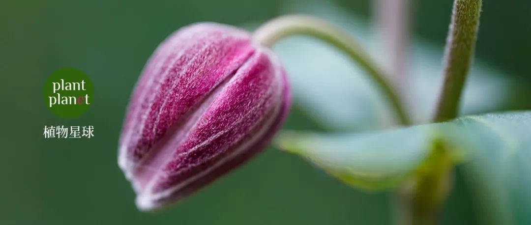 秋天开的花 回光返照的秋日时光，打破碗花花也开了