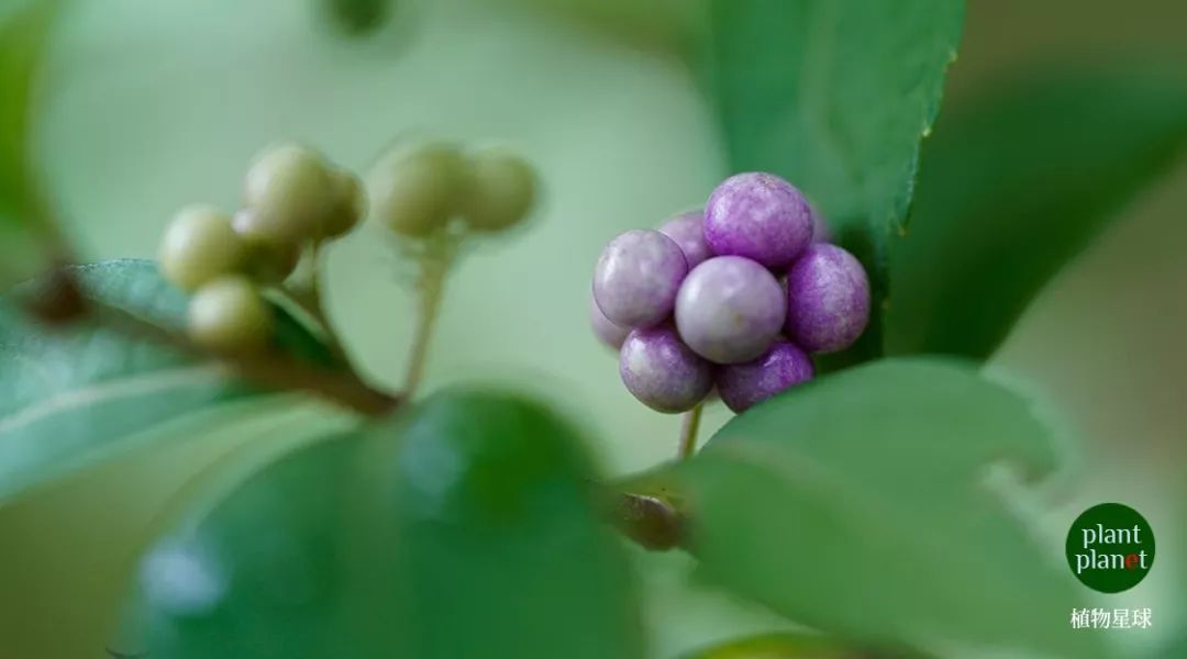 秋天天开的花有哪些花_秋天开的黄色花_秋天开的花