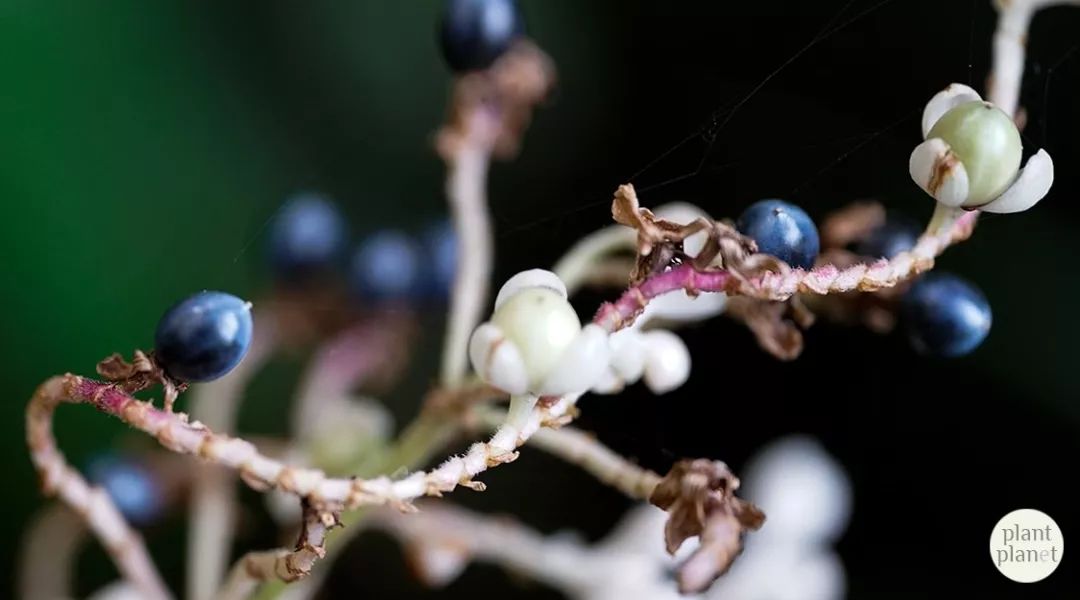 欲折一枝杜若 芳华可爱 赠予你 植物星球 微信公众号文章阅读 Wemp