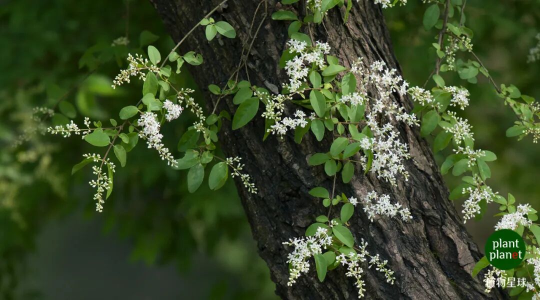 艺术与设计 这几种近在咫尺的初夏花香 你是否也都闻到过了