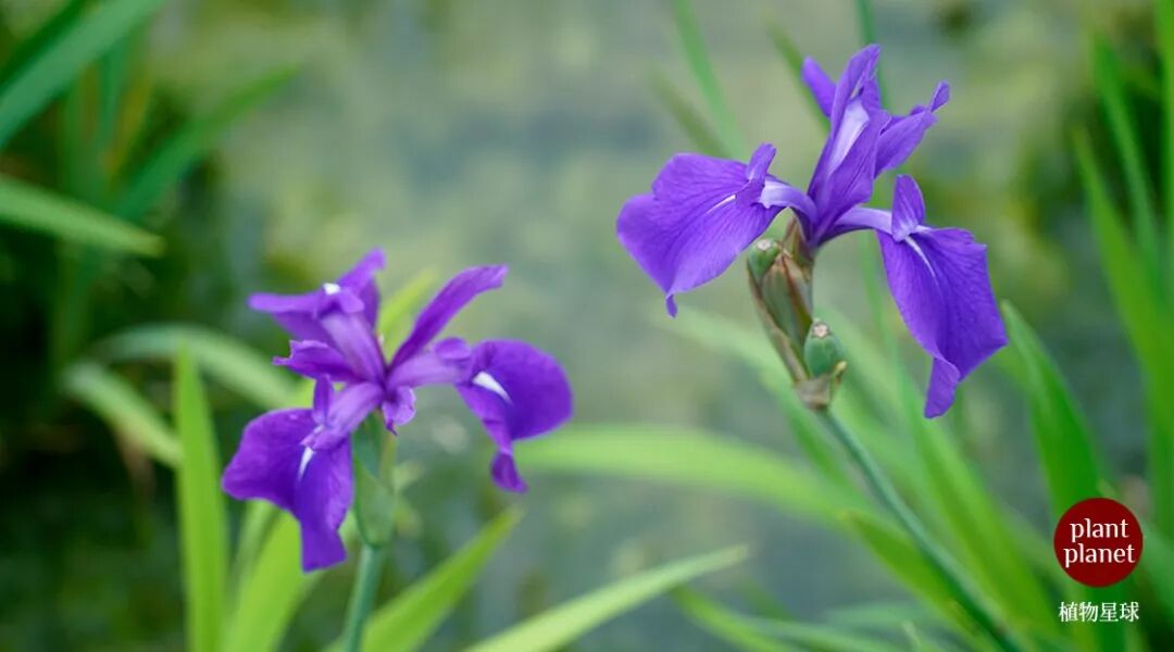 鸢尾花之溪荪 好看的花 好听的名字 植物星球 微信公众号文章阅读 Wemp