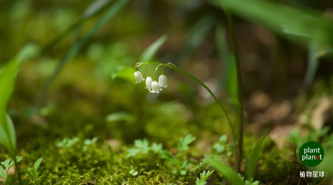 草芍药、铃兰、淫羊藿三个弱小可怜无助的药草开花