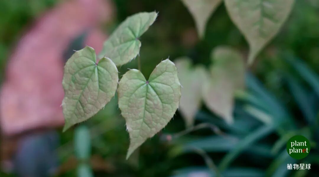 淫羊藿还是要种下的，不泡酒，就看看