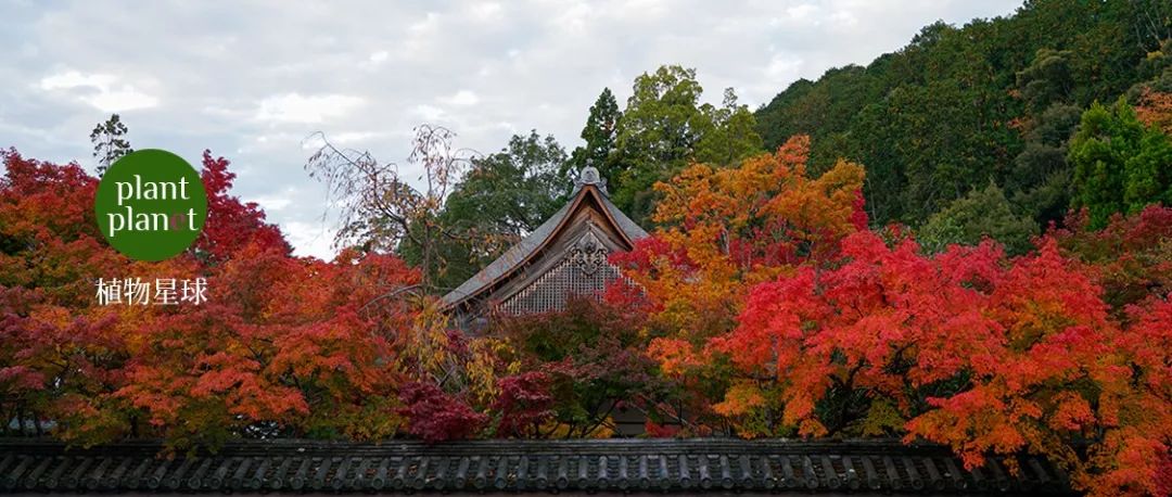 永观堂在南禅寺的边上 红叶刚好 青黄相接 植物星球 微信公众号文章阅读 Wemp