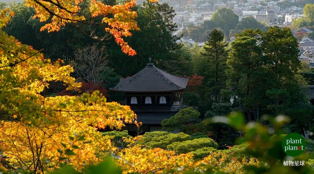 从哲学之道到银阁寺的一些照片和壁纸 植物星球 微信公众号文章阅读 Wemp