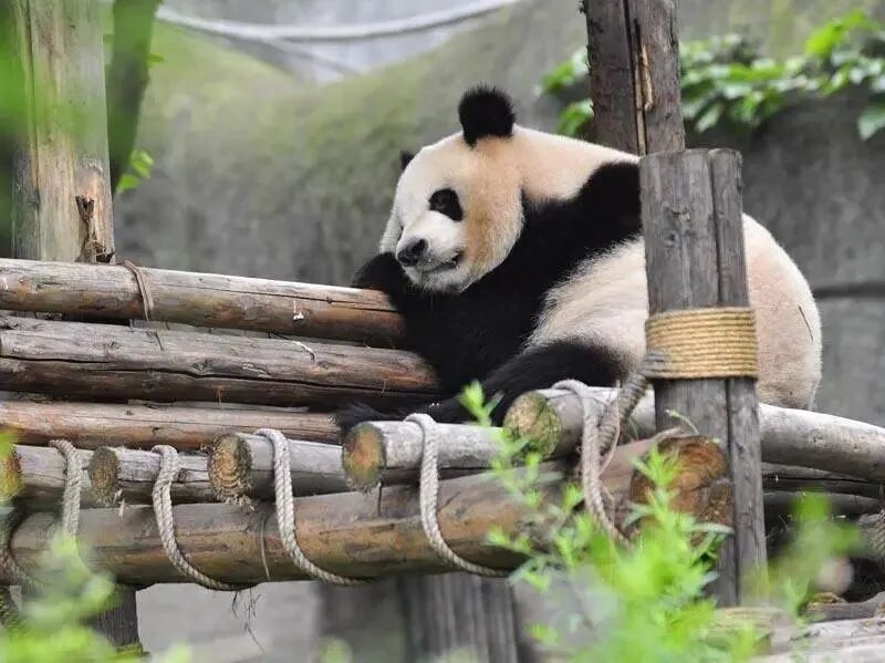 99元畅享全国2500+旅游景点？去趟峨嵋就赚翻！这张集会卡牌把错失的都补齐(图8)