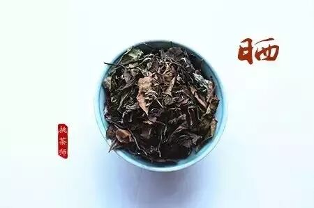 白茶，中国茶里的极简主义