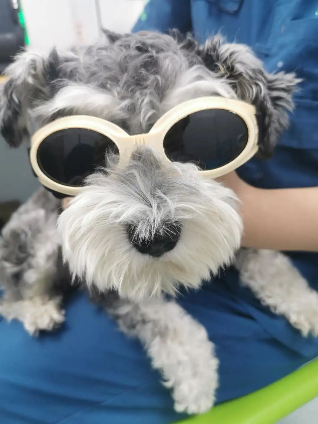 一例镭射治疗外耳炎的病例分享 病症 维宠宠物导航网