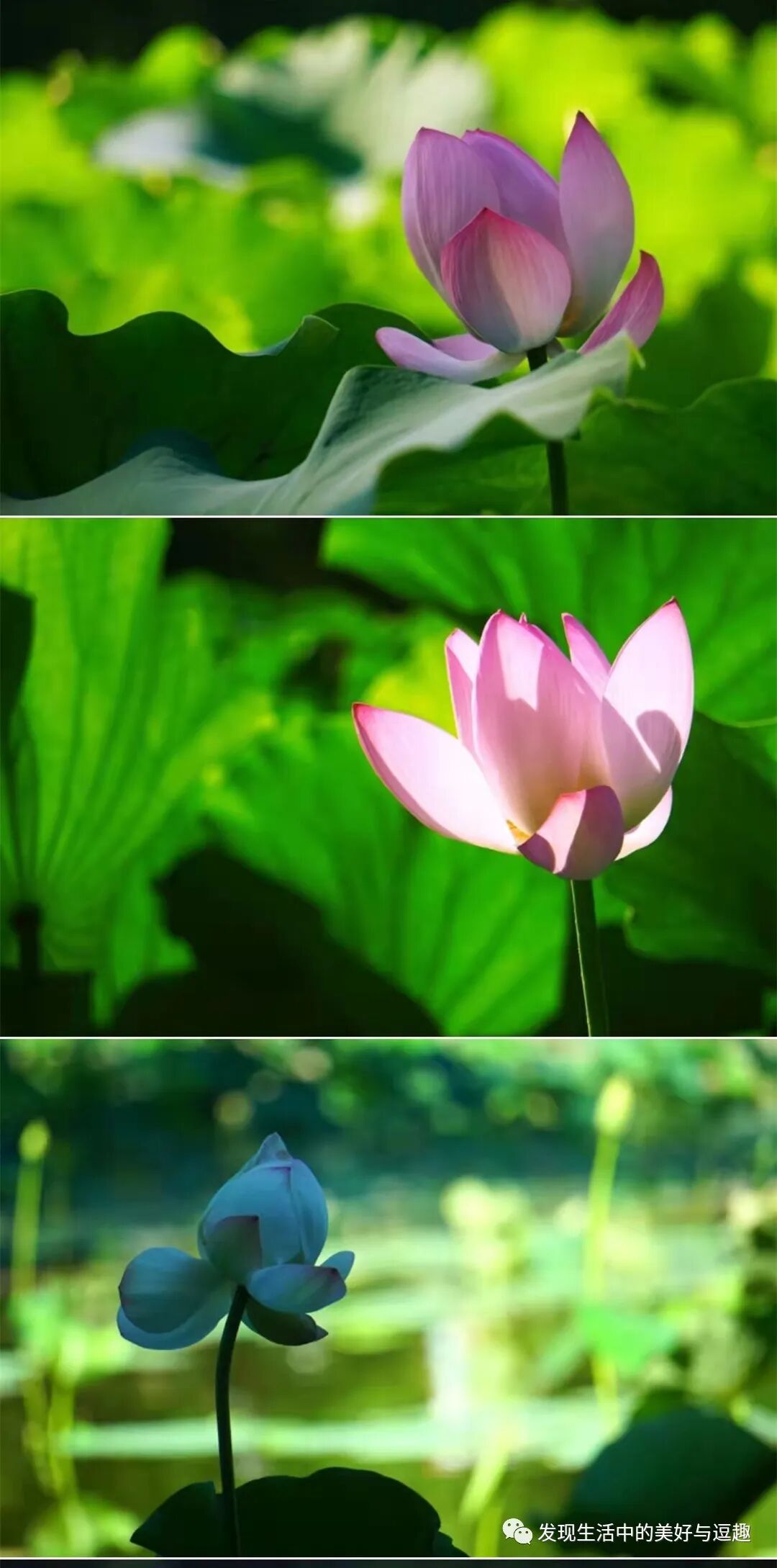 这本连环画的创意竟然比电影《侏罗纪公园》还要早个15年