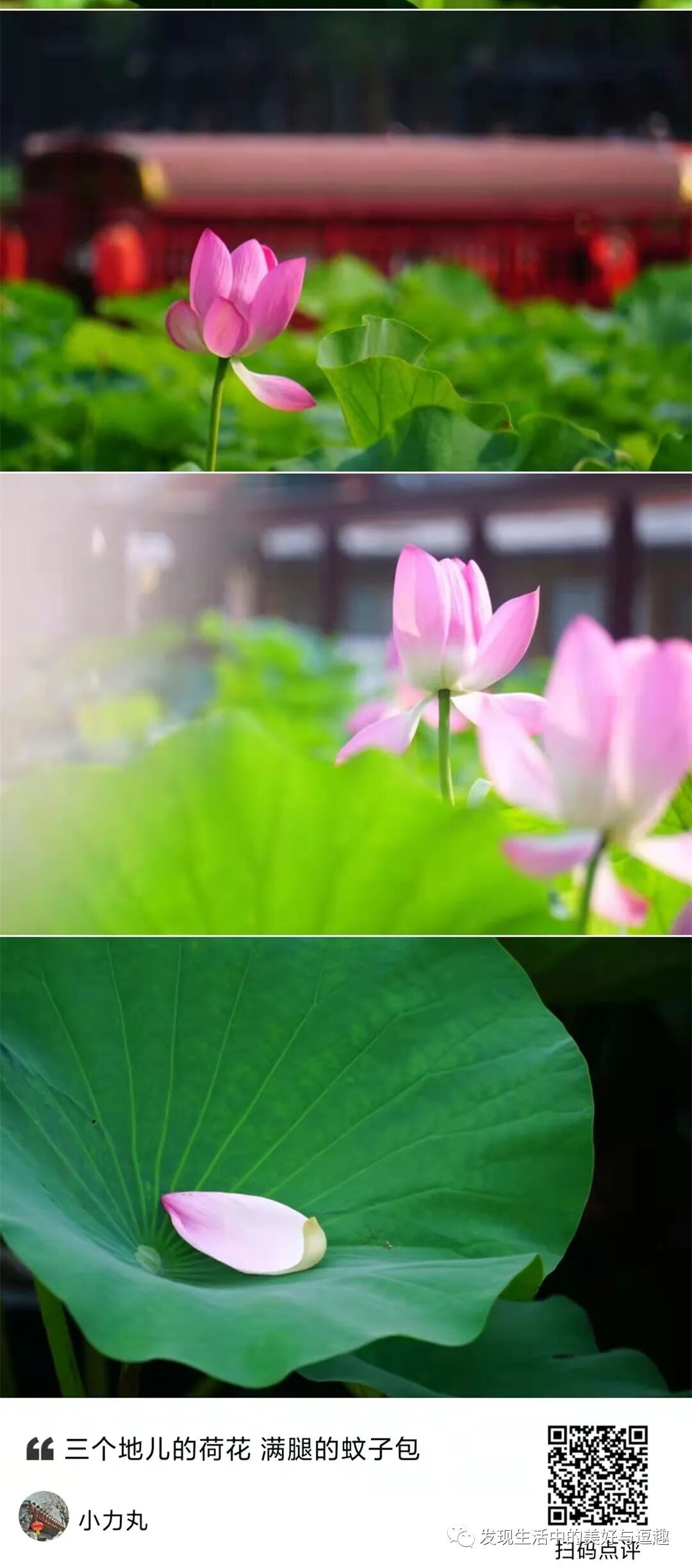 这本连环画的创意竟然比电影《侏罗纪公园》还要早个15年 这本连环画的创意竟然比电影《侏罗纪公园》还要早个15年