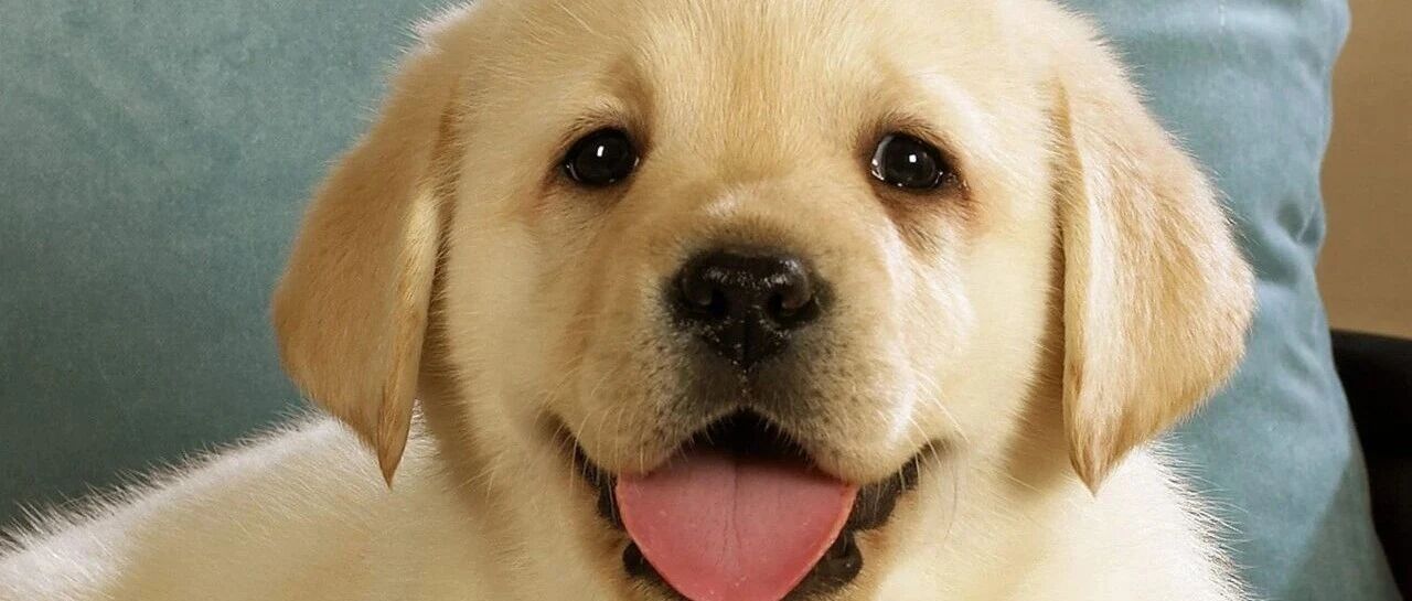 cover_image