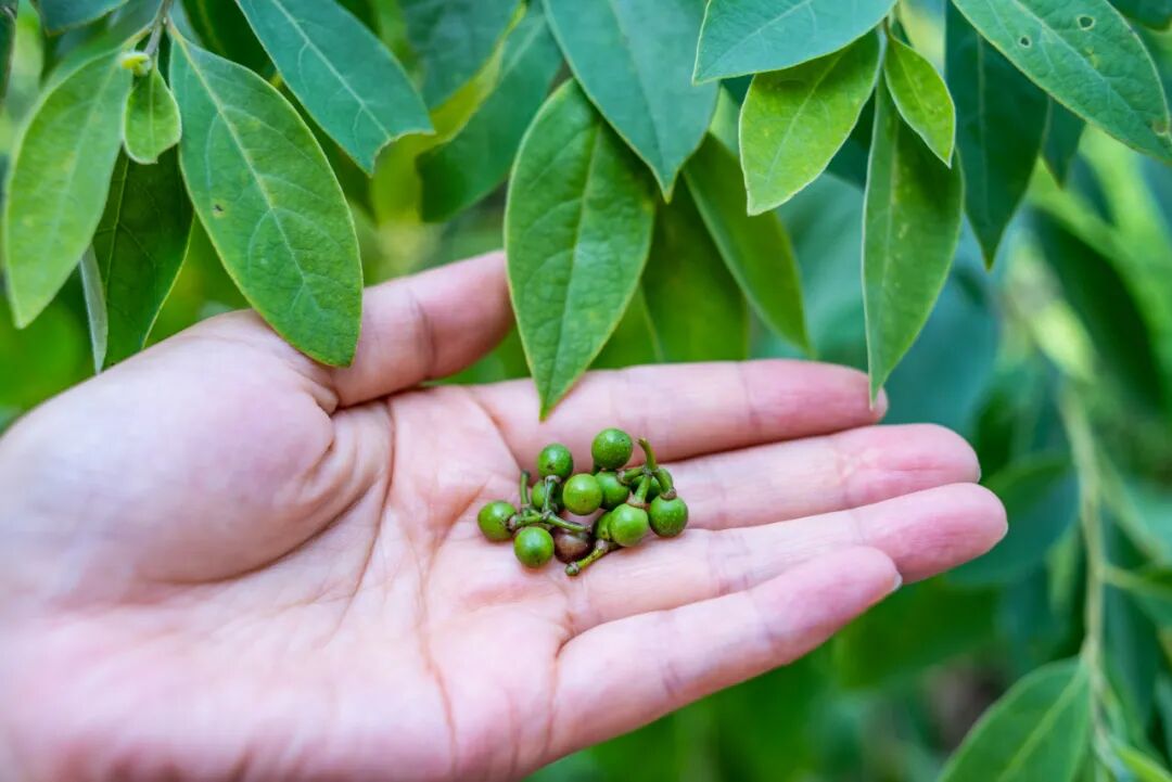 春夏研发口味菜加入这款食材才有灵魂