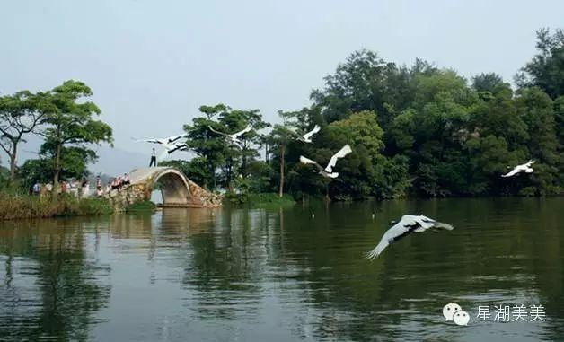 何须远赴黑龙江国庆假期来肇庆看丹顶鹤放飞亲和谐大自然