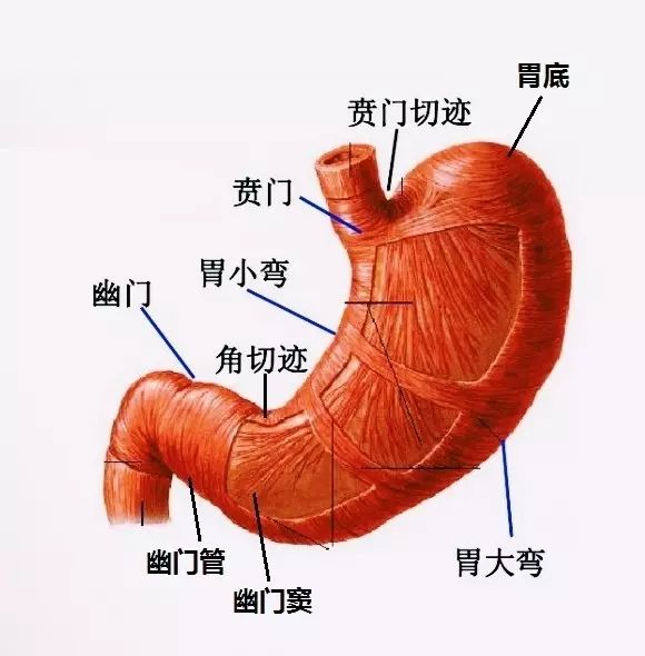 胃体图片各个部位图片