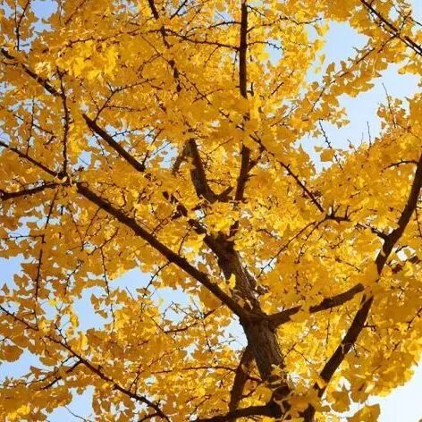 【慢享山水●轻奢度假西溪森林温泉】￥699纯玩3天~泡原生态森林温泉+享无边际温泉池、金秋赏银杏黄金大道、千年古老原始瑶寨