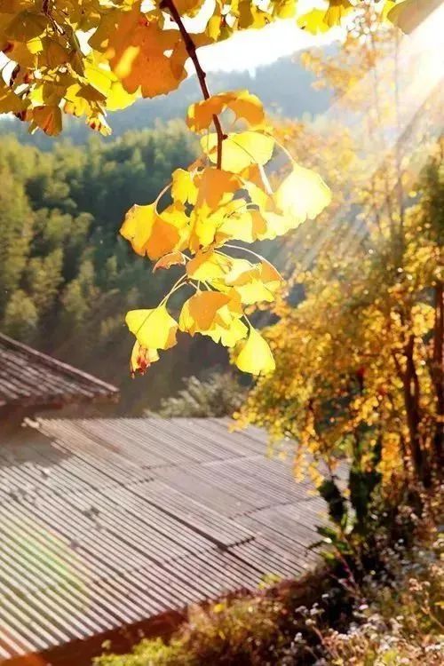 【慢享山水●轻奢度假西溪森林温泉】￥699纯玩3天~泡原生态森林温泉+享无边际温泉池、金秋赏银杏黄金大道、千年古老原始瑶寨