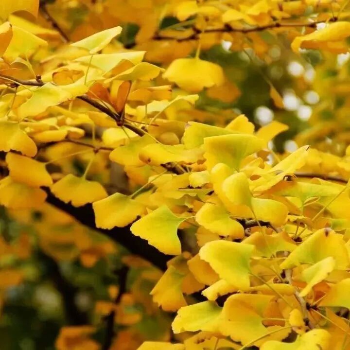 【慢享山水●轻奢度假西溪森林温泉】￥699纯玩3天~泡原生态森林温泉+享无边际温泉池、金秋赏银杏黄金大道、千年古老原始瑶寨