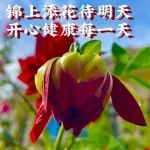 牵挂无声胜有声，问候无声早安宁！
