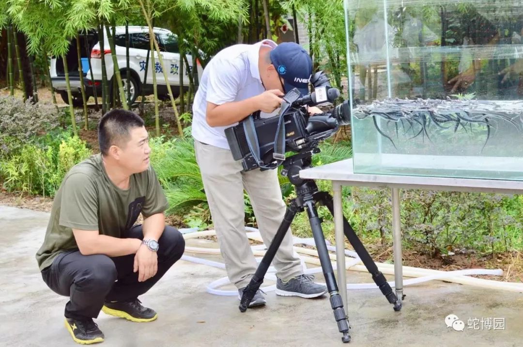 养蛇致富经_养蛇致富经_养蛇致富经