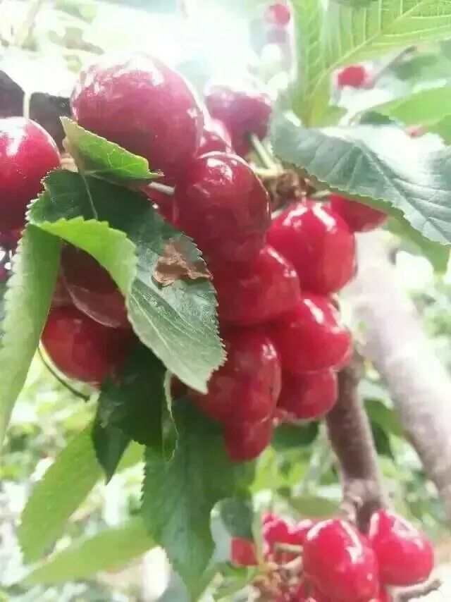 汶川县龙武大樱桃种植专业合作社