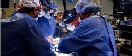 “救人猪心”未来可期？