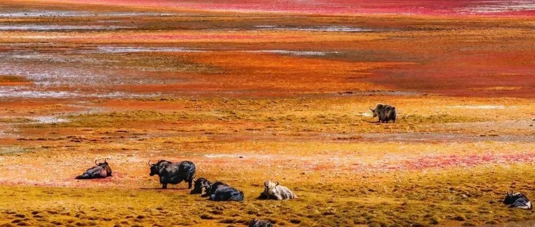 一辈子总要去西藏一次