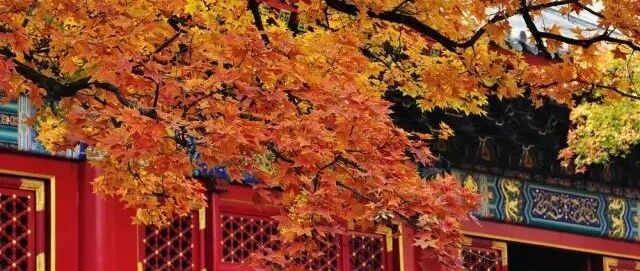 一到秋天，这些地方将艳压群芳！