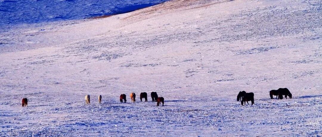 有一种冬天，叫呼伦贝尔！