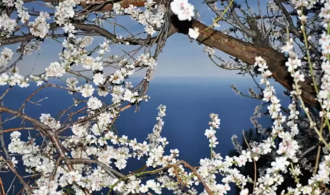 杏花花海！冬季必去西班牙巴利阿裡群島的四大理由 旅遊 第5張