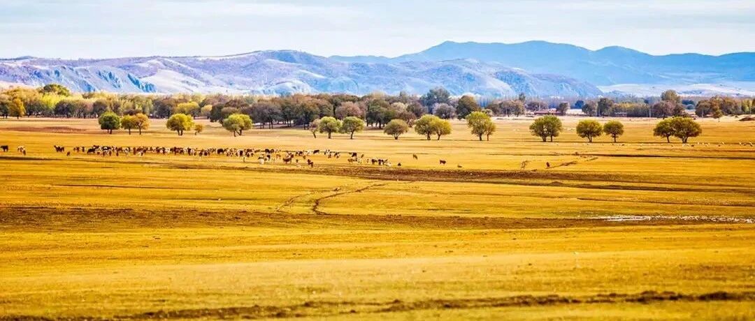 11月的内蒙古，承包了整个深秋的仙境，美醉了