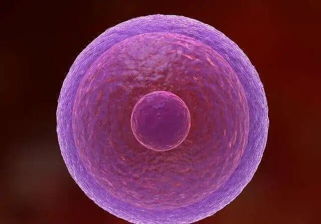 形成受精卵就代表怀孕了吗 有4点因素可能对受精卵着床有影响