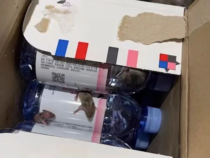 头皮发麻 网购的一箱矿泉水里 摸出2只活老鼠 新安晚报 微信公众号文章阅读 Wemp